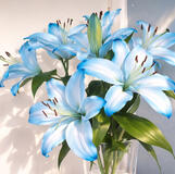 Lilies Lilies